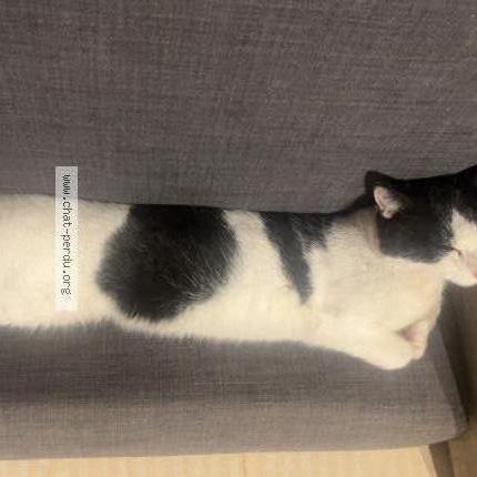 Foto 1/2 Oreo Chat perdido en Saint aignan de grand lieu