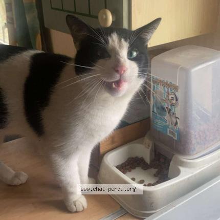 Foto 2/2 Oreo Chat perdido en Saint aignan de grand lieu