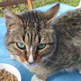 Foto de gato encontrado en Escalquens