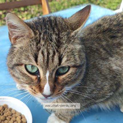 Foto 1/2 Gato encontrado Encontrado en Escalquens