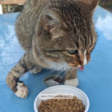 Foto 2/2 Gato encontrado Encontrado en Escalquens
