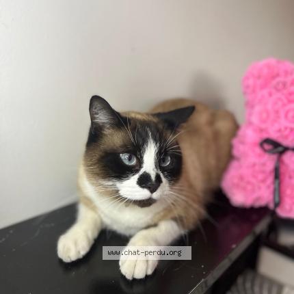 Foto 1/1 Diego Chat perdido en Elne