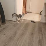 Foto de gato encontrado en Romainville