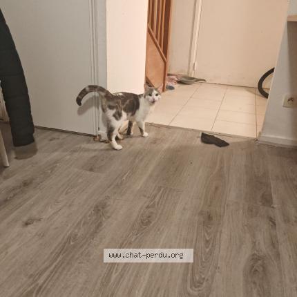 Foto 1/1 Gato encontrado Encontrado en Romainville