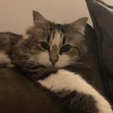 Foto del gato perdido en Montpellier