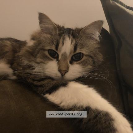 Foto 1/1 Sacha Chat perdido en Montpellier