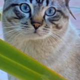 Foto del gato perdido en Tourrettes Sur Loup