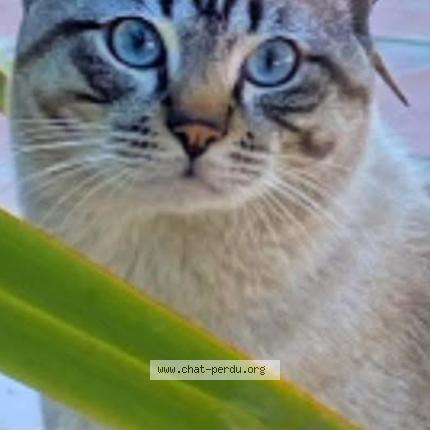 Foto 1/1 Lou Chat perdido en Tourrettes sur loup