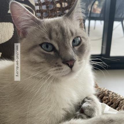 Foto 1/1 Archi Chat perdido en Tourrettes sur loup