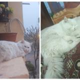 Foto del gato perdido en Islamabad