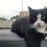 Foto del gato perdido en Mississauga