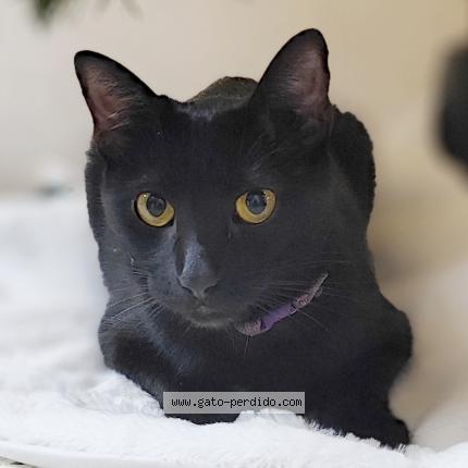 Foto 1/1 Luna Chat perdido en Monterrey