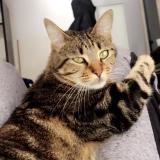 Foto del gato perdido en Pessac