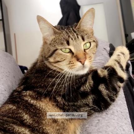 Foto 1/1 Onix Chat perdido en Pessac