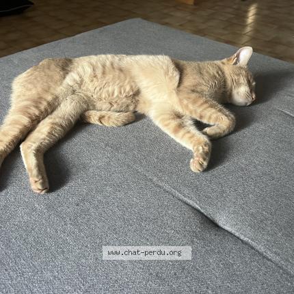 Foto 1/1 Gato encontrado Encontrado en Hyeres