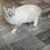 Foto del gato perdido en Loos