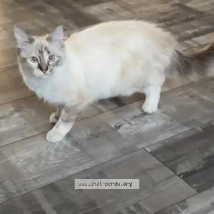 Foto 1/1 Mimi Chat perdido en Loos