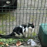 Foto de gato encontrado en Paris