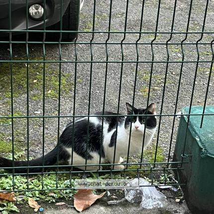 Foto 1/1 Gato encontrado Encontrado en Paris