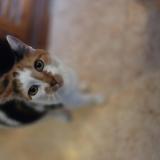 Foto del gato perdido en Manneville La Pipard