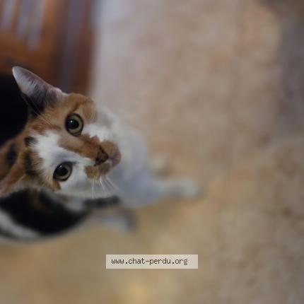 Foto 1/1 Chatus Chat perdido en Manneville la pipard