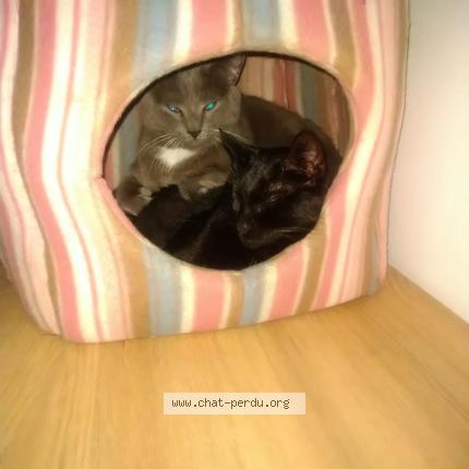 Foto 1/1 Orphée Chat perdido en Maisons alfort