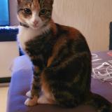 Foto del gato perdido en Nantes