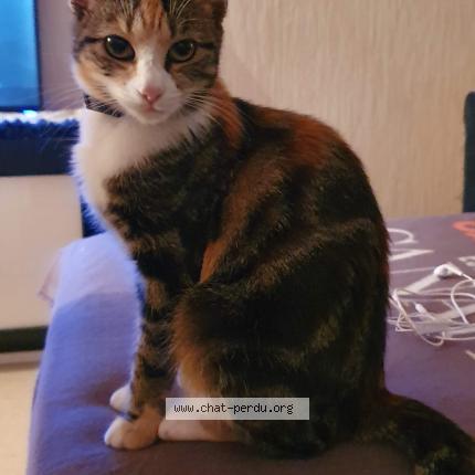 Foto 1/1 Clémentine Chat perdido en Nantes