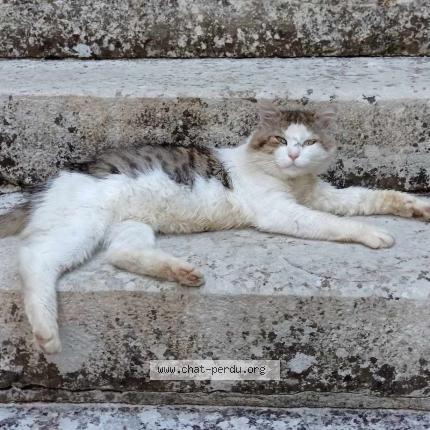 Foto 1/1 minou Chat perdido en Castelfranc