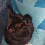 Foto del gato perdido en Elne