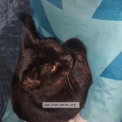 Foto 1/1 moustaky Chat perdido en Elne