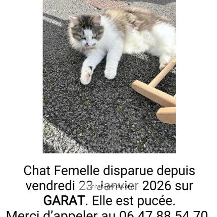 Foto 1/1 Lucette Chat perdido en Garat