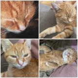 Foto del gato perdido en La Ferte Bernard