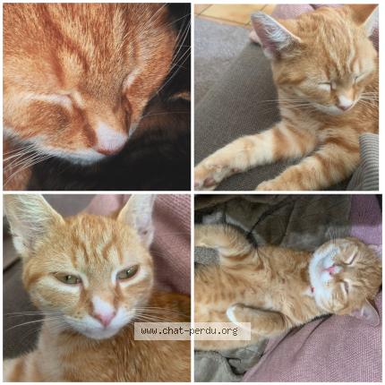 Foto 1/1 Pickels Chat perdido en La ferte bernard