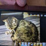 Foto de gato encontrado en La Chaux De Fonds