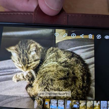 Foto 1/1 Gato encontrado Encontrado en La chaux de fonds