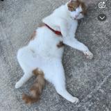 Foto del gato perdido en Vouneuil Sous Biard