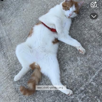 Foto 1/2 Venom Chat perdido en Vouneuil sous biard