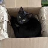 Foto del gato perdido en Nantes