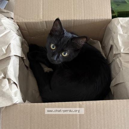 Foto 1/1 Neka Chat perdido en Nantes