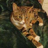 Foto del gato perdido en Veslud