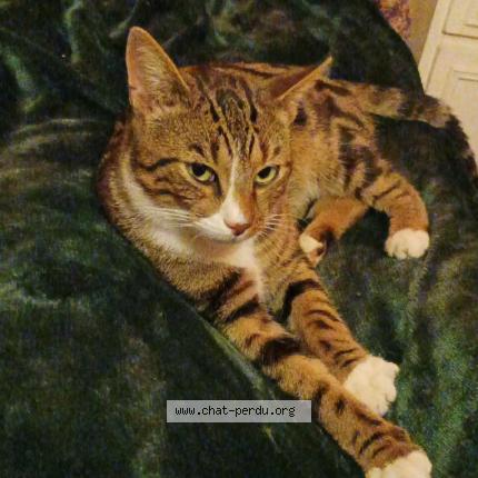 Foto 1/1 Squatteur Chat perdido en Veslud