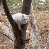 Foto de gato encontrado en Islamabad