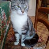 Foto de gato encontrado en Bourges