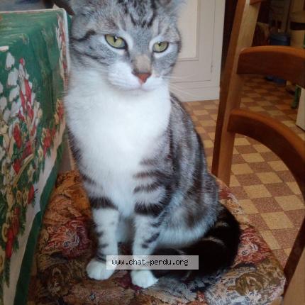Foto 1/1 Gato encontrado Encontrado en Bourges