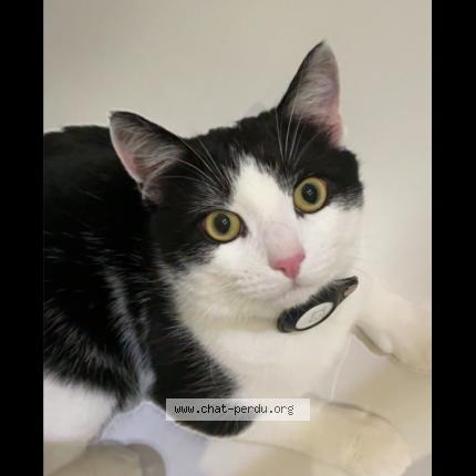 Foto 1/1 Tequila Chat perdido en Jette