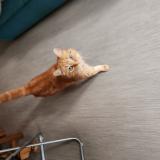 Foto del gato perdido en Long