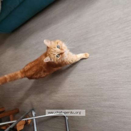 Foto 1/1 Sky Chat perdido en Long