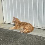 Foto del gato perdido en La Ville Dieu Du Temple