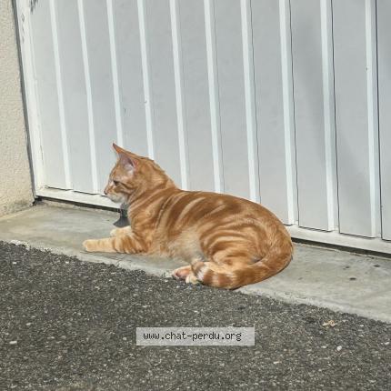 Foto 1/1 Vegas Chat perdido en La ville dieu du temple